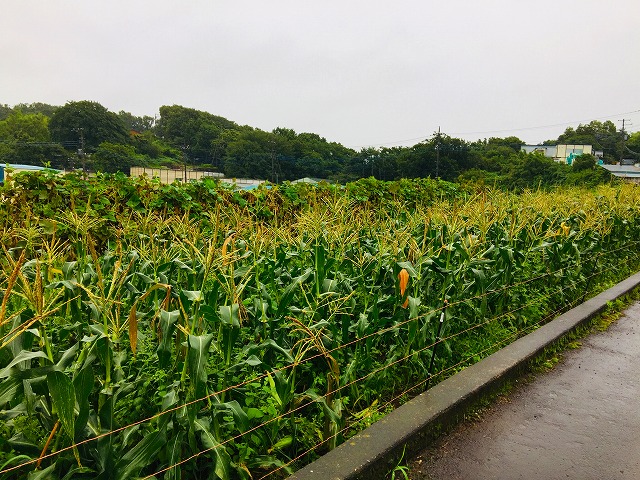 横浜のレンガの家は近代ホームへ