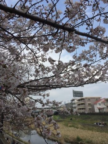 戸塚にて桜咲く