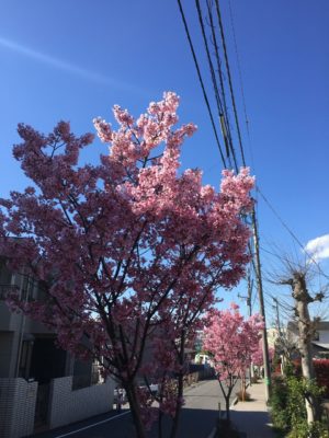 桜咲く