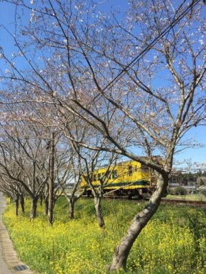 桜と菜の花