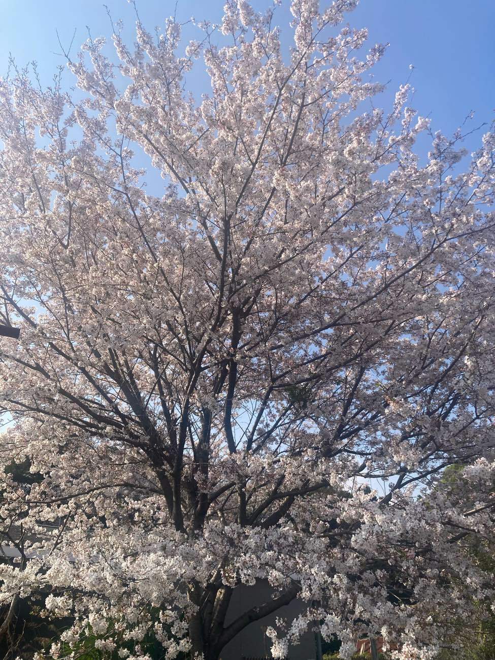 またまた桜