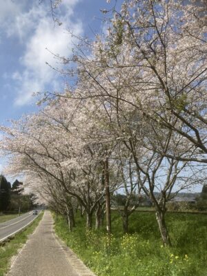 桜と菜の花